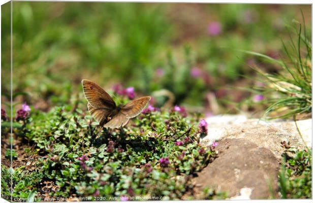 Butterfly at Dovedale in Spring  Canvas Print by Amy-Rose Carpenter