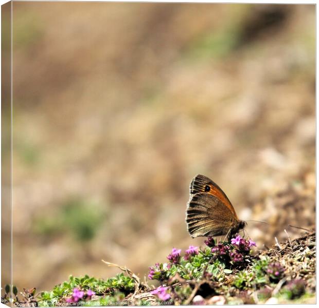 Butterfly resting at Dovedale in Spring  Canvas Print by Amy-Rose Carpenter