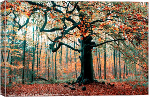 The Tree Line Canvas Print by Neil James