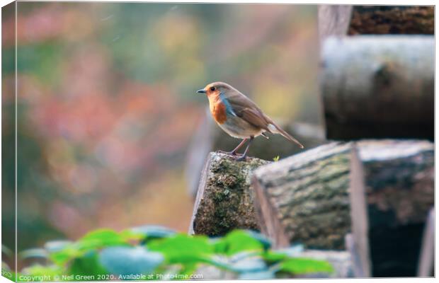 Robin the Robin Canvas Print by Neil James
