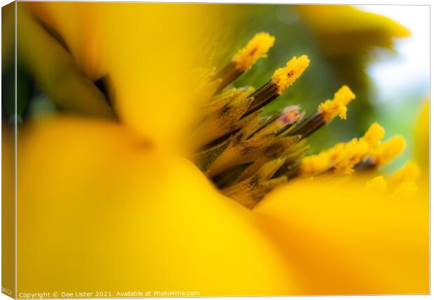 Sublime yellow flower Canvas Print by Dee Lister