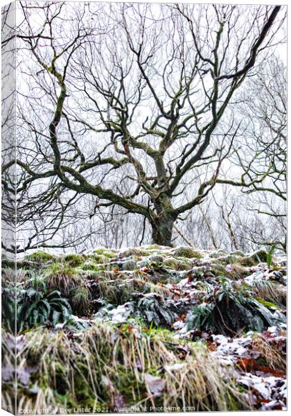 Reaching winter tree of West Pennine Moors Lancashire  Canvas Print by Dee Lister