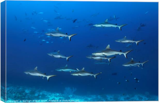 Grey reef sharks Canvas Print by Norbert Probst