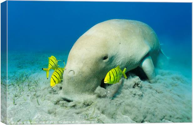 Dugong with Golden trevallies feeds see weed Canvas Print by Norbert Probst