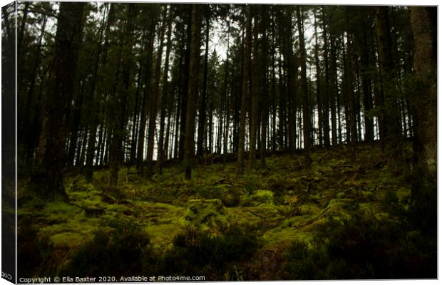 Gortin Glens Forest Park Canvas Print by Ella Baxter