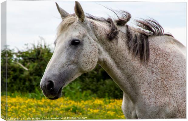 Equine Portrait Canvas Print by Ella Baxter