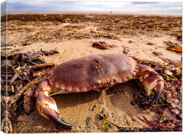 An crab sitting on Bridlington beach Canvas Print by Janet Kelly