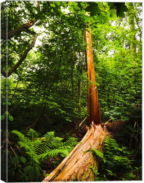 Amazing tree that has been struck by lightning Canvas Print by Janet Kelly