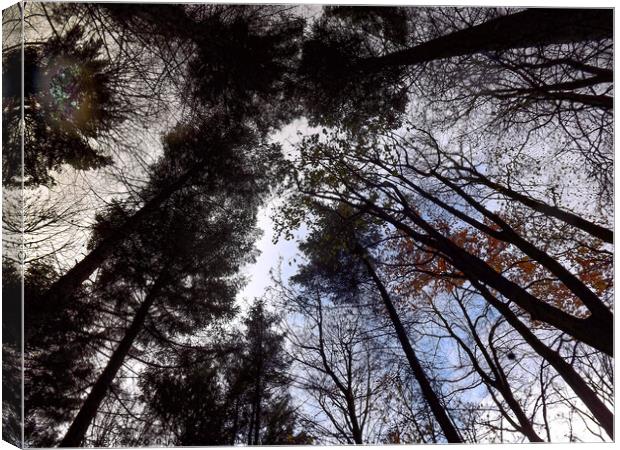 Looking up through trees in Hardwick Park  Canvas Print by Janet Kelly