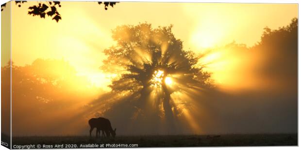 Deer at Dawn in Windsor Great Park Canvas Print by Ross Aird