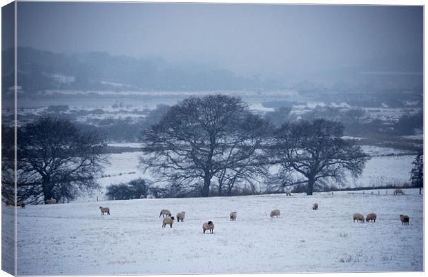 Sheep in The Snow Canvas Print by Holly Crawshaw
