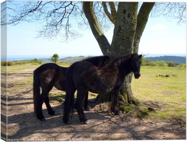 Quantock ponies in the shade Canvas Print by Sheila Ramsey