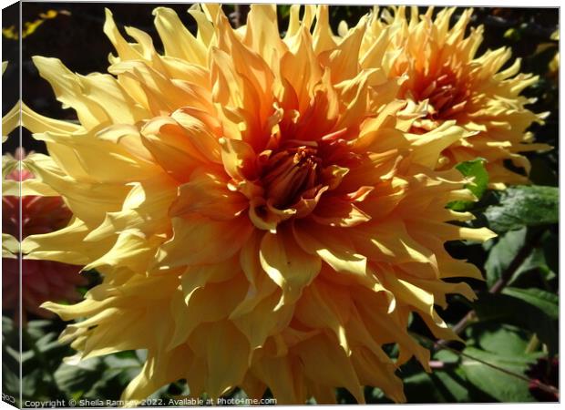 Dahlias Canvas Print by Sheila Ramsey