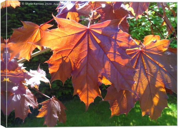 Autumn leaves Canvas Print by Sheila Ramsey