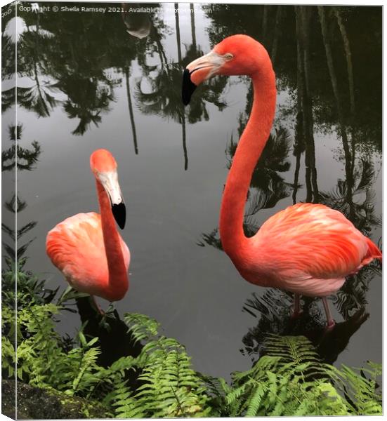 Pretty flamingos Canvas Print by Sheila Ramsey