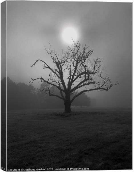 The lone tree Canvas Print by Anthony Goehler