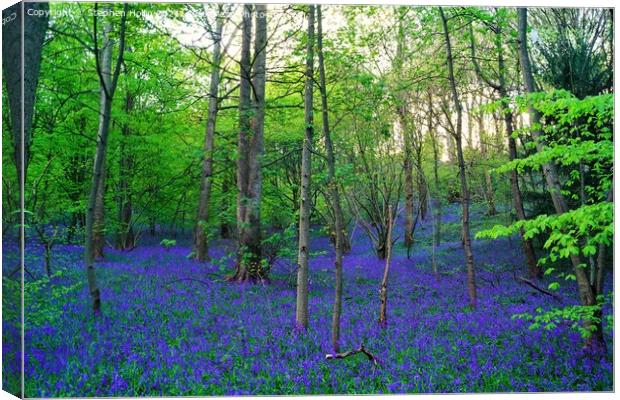 Enchanting Bluebell Forest Canvas Print by Stephen Hollin