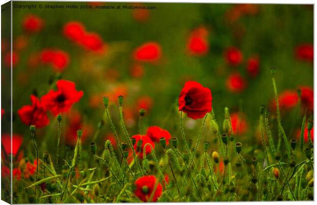 Poppy Field Canvas Print by Stephen Hollin