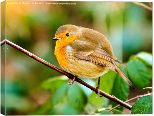 A small Robin on a branch Canvas Print by Stephen Hollin