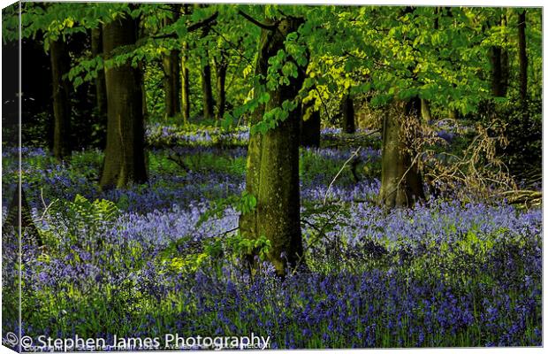 Bluebell woods Canvas Print by Stephen Hollin