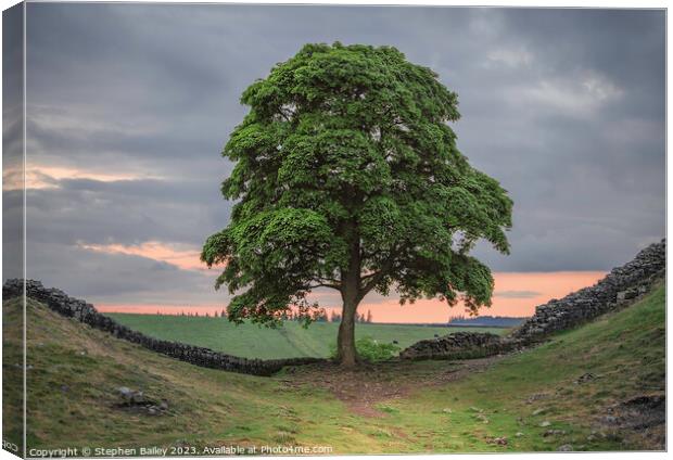 Sycamore Gap Tree Canvas Print by Stephen Bailey