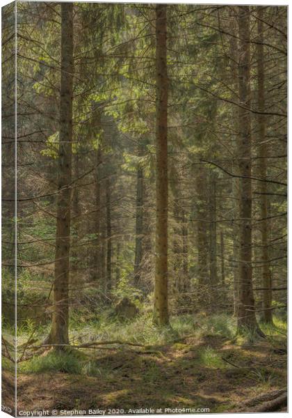 Woodland Light Canvas Print by Stephen Bailey
