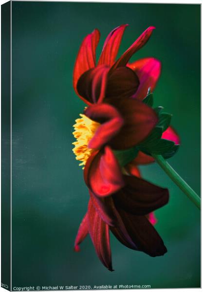 A Lone Flower Canvas Print by Michael W Salter