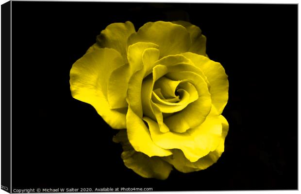 Yellow Rose Canvas Print by Michael W Salter