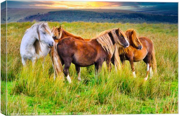Wild Horses on The Brecon Beacons at Sunset Canvas Print by Michael W Salter