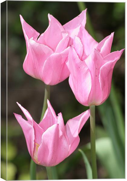 Trio of pink Canvas Print by Robert Deaton
