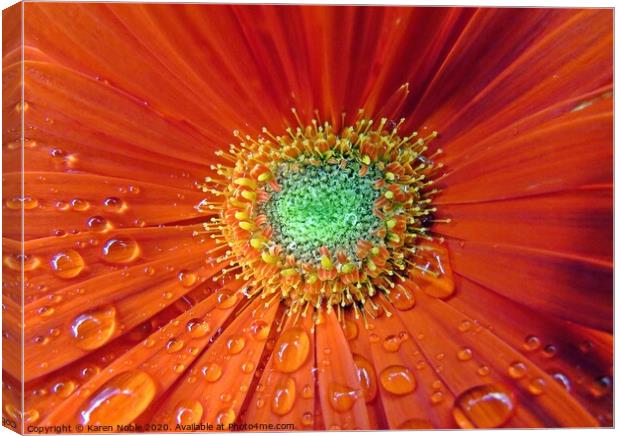 Raindrops on a red flower macro shot  Canvas Print by Karen Noble