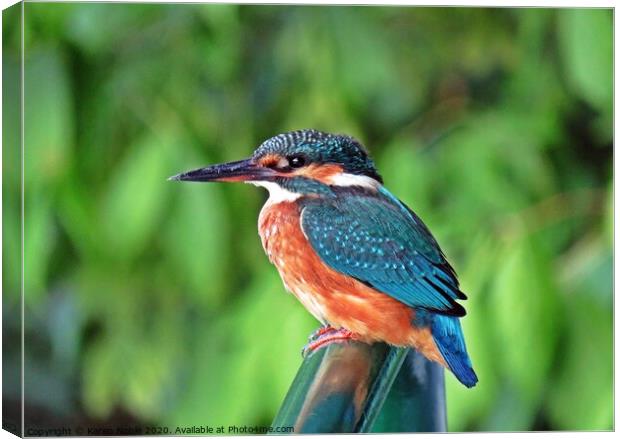 Kingfisher resting on the handrails of a boat in S Canvas Print by Karen Noble