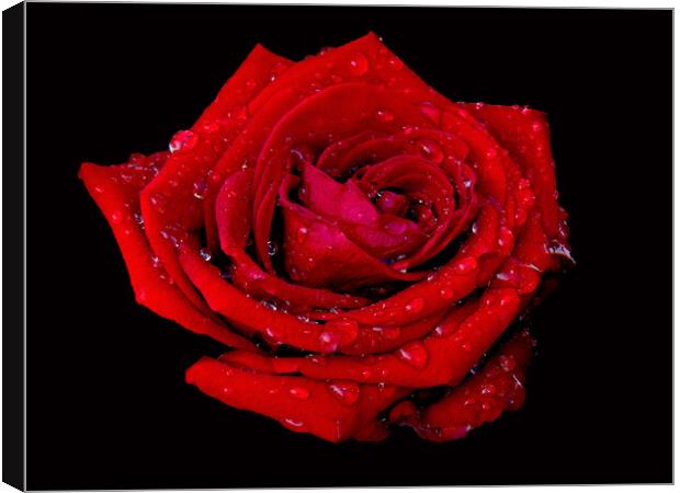 Just a Rose with raindrops  Canvas Print by Karen Noble