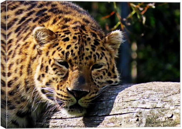 Leopard chilling in zoo in France  Canvas Print by Karen Noble