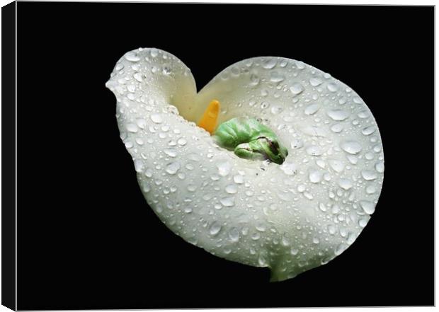 A sleeping frog on a white Lilly, water drops on the Lilly Canvas Print by Karen Noble