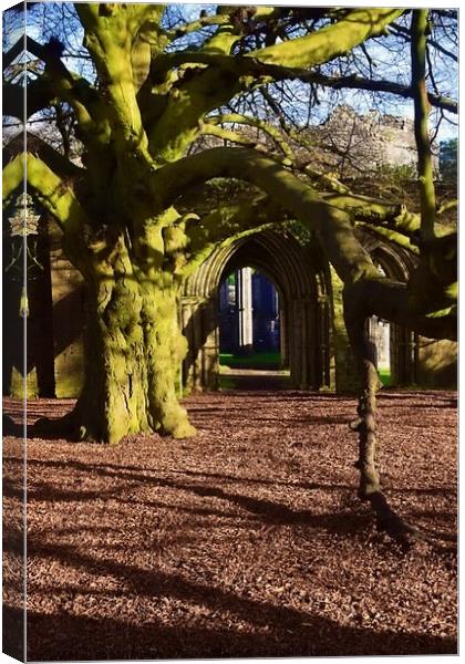 The Tree of the Year, Margam Canvas Print by Rhodri Phillips