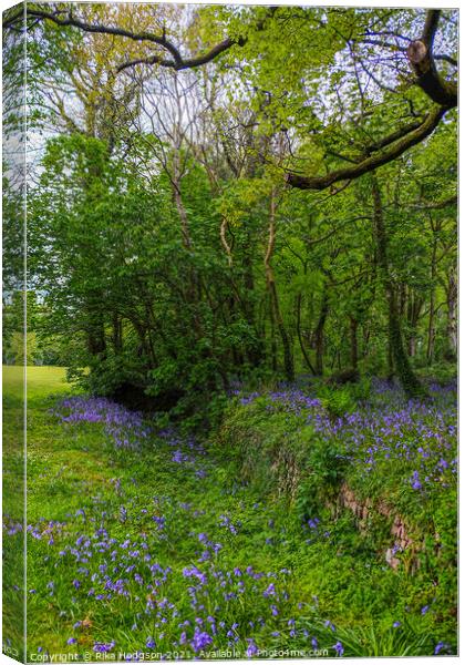 Bluebells in Woodlands, Cornish Landscape Canvas Print by Rika Hodgson