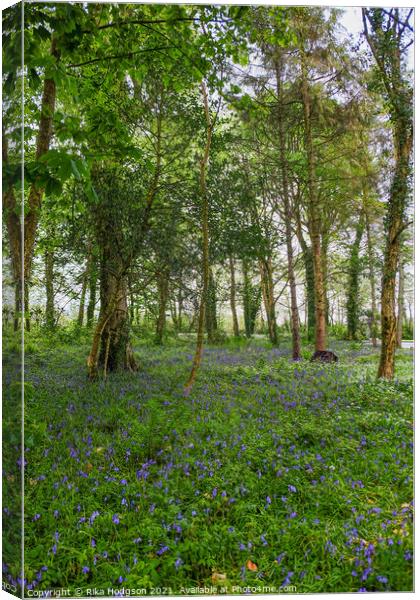 Woodlands, Bluebell Landscape, Cornwall Canvas Print by Rika Hodgson