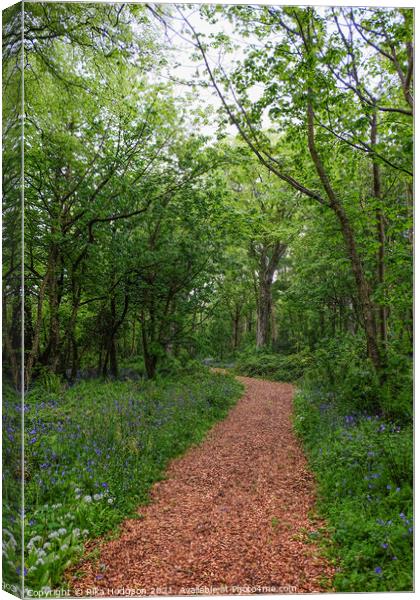 Path in woods, Bluebells landscape, Cornwall, UK Canvas Print by Rika Hodgson