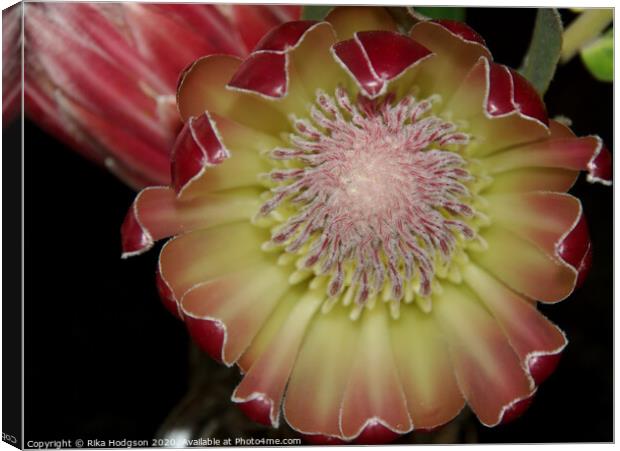 Protea Flower, Western Cape, South Africa Canvas Print by Rika Hodgson