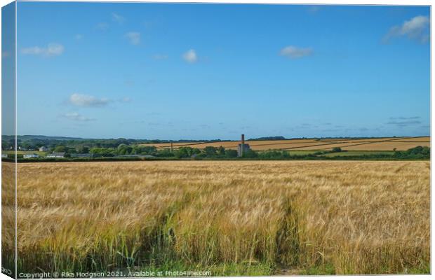 Wheat Fields, Goldsithney, West Cornwall Canvas Print by Rika Hodgson