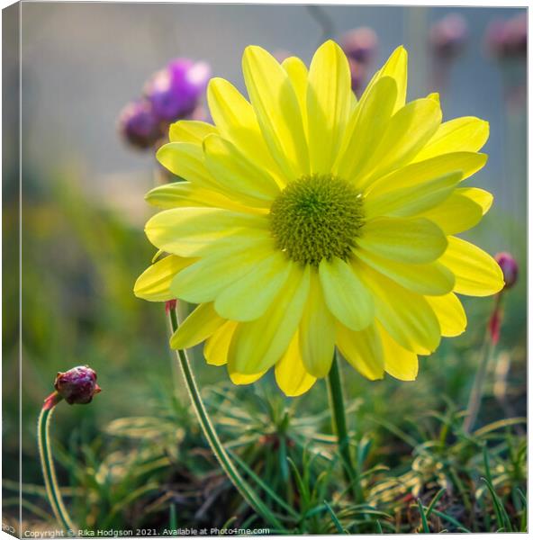 Close up, Yellow flower with sunshine from behind Canvas Print by Rika Hodgson