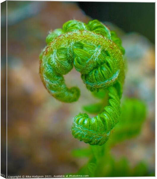 New curly green leaf of a Fern plant, Close up Canvas Print by Rika Hodgson