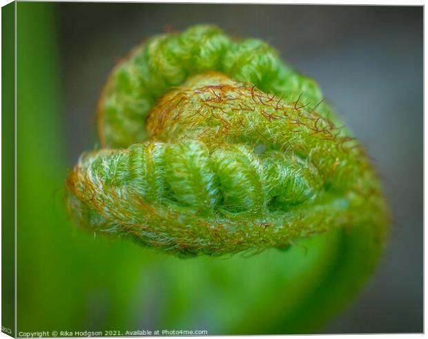 Heart shaped new leaf, Fern plant, Close up Canvas Print by Rika Hodgson