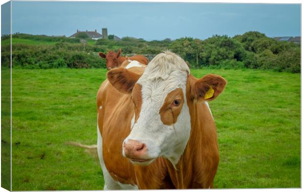 Brown and white cow, Cornish country side, Cornwal Canvas Print by Rika Hodgson