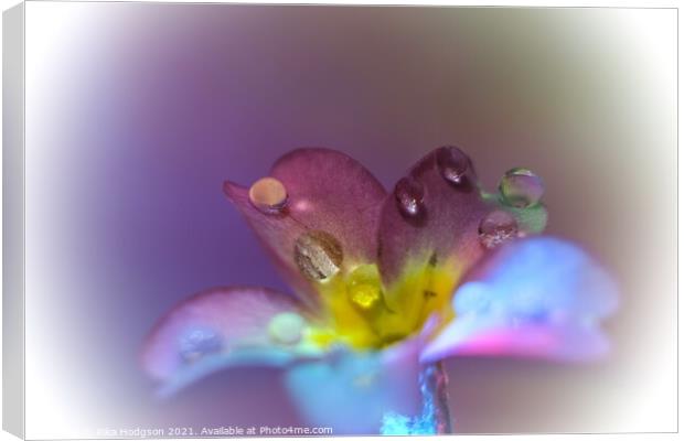 Water droplets on flower, Close Up Canvas Print by Rika Hodgson