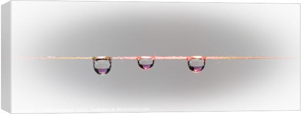 Three waterdrops on a string, Close up Canvas Print by Rika Hodgson