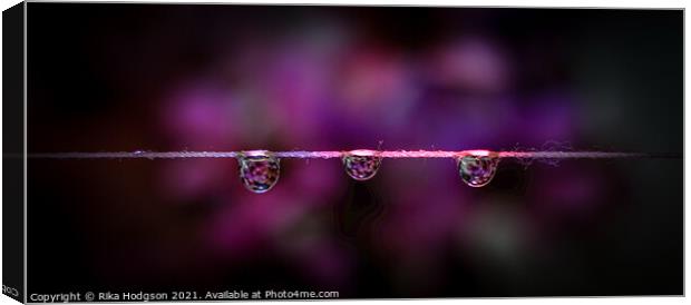 Three dark water droplets, Close up Canvas Print by Rika Hodgson