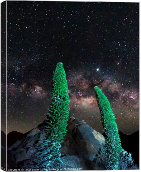 Tajinaste Plants reaching for the Milky Way Canvas Print by Peter Louer
