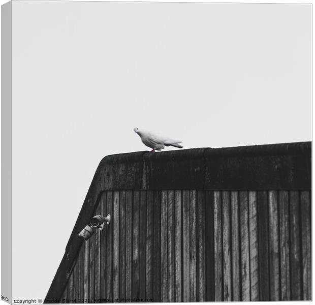Lonely Dove Canvas Print by Freddie Street
